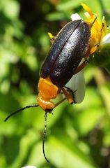 Nemognatha punctulata