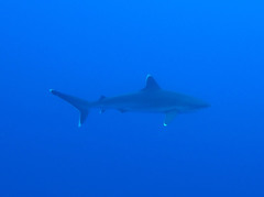 Carcharhinus albimarginatus