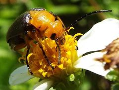 Nemognatha punctulata