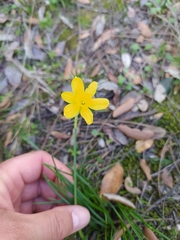 Narcissus