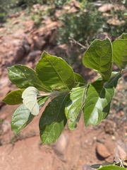 Combretum vendae