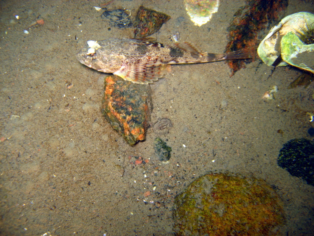 Arctic staghorn sculpin (Gymnocanthus tricuspis) — Cottidae
