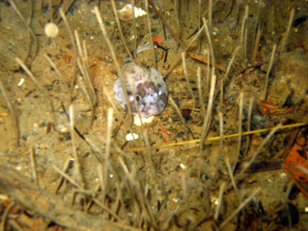 Polar Sculpin