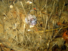Polar Sculpin photo 1