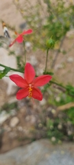 Hibiscus praeteritus