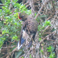 Chalcostigma herrani