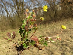 Potentilla pusilla
