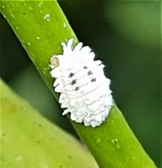 Phenacoccus solenopsis