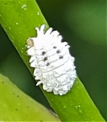 Phenacoccus solenopsis