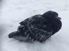 Columba livia domestica