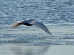 Larus hyperboreus