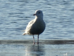 Larus hyperboreus