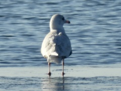 Larus hyperboreus
