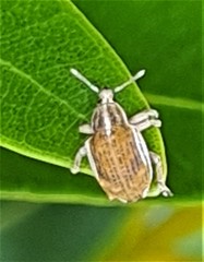 Iptergonus bifurcatus
