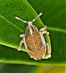 Iptergonus bifurcatus