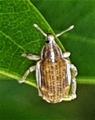 Iptergonus bifurcatus