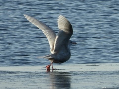 Larus hyperboreus