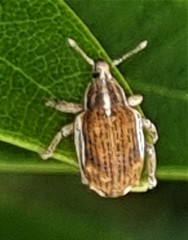 Iptergonus bifurcatus