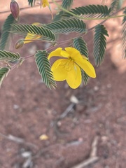 Chamaecrista biensis