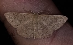 Cyclophora obstataria