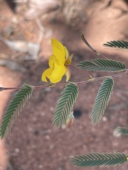 Chamaecrista biensis
