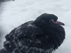 Columba livia domestica