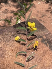 Chamaecrista biensis