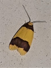 Heterallactis euchrysa