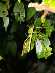 Sipyloidea larryi