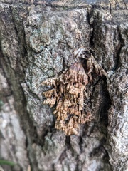 Xylobolus spectabilis