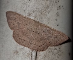 Cyclophora obstataria