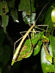 Sipyloidea larryi