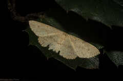 Cyclophora turneri