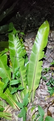 Asplenium setoi
