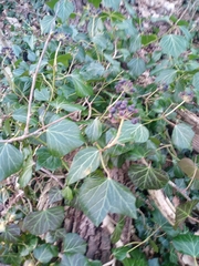 Hedera helix