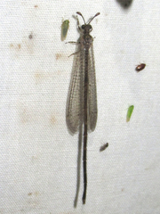 Peruveleon dorsalis