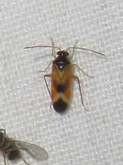 Ceratocapsus apicalis