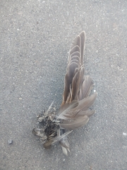 Turdus merula