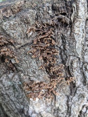 Xylobolus spectabilis