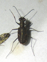 Cicindela tenuisignata