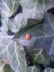 Harmonia axyridis