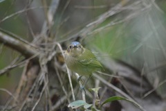 Poecilotriccus plumbeiceps