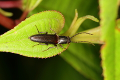Elateridae