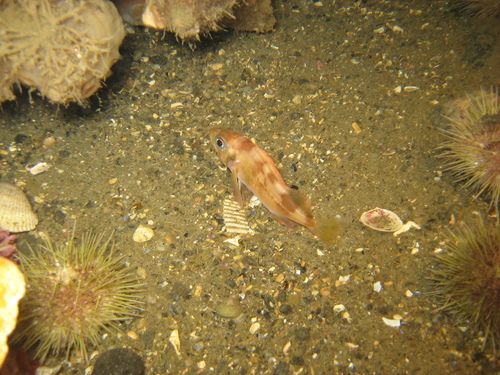 Acadische roodbaars (Sebastes fasciatus) — Sebastidae — 2
