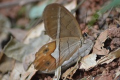 Pierella nereis