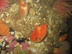 Halocynthia pyriformis