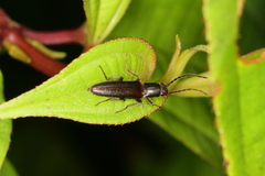 Elateridae