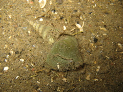 Arrhoges occidentalis