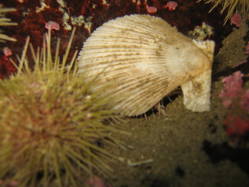 Icelandic Scallop