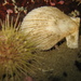 Icelandic Scallop - Photo (c) Laurent Fey, some rights reserved (CC BY-NC), uploaded by Laurent Fey